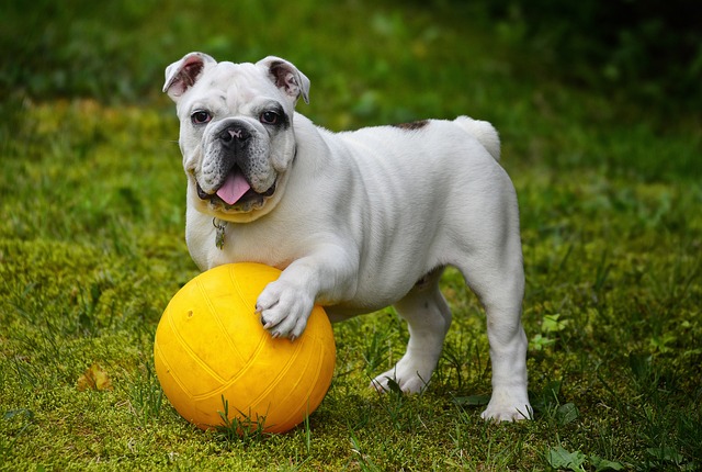 jouets pour chiens